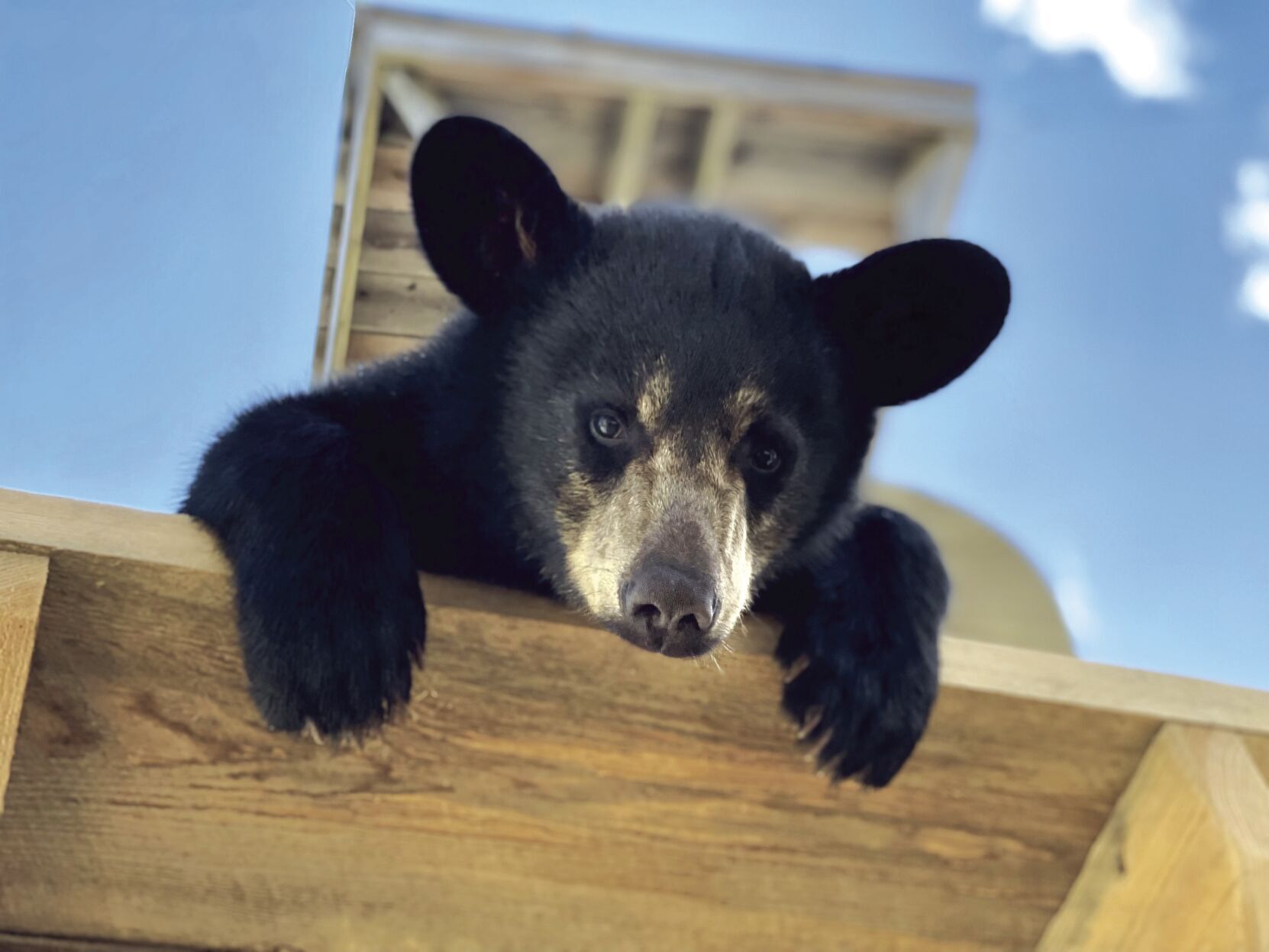 ClarksBears_001.JPG